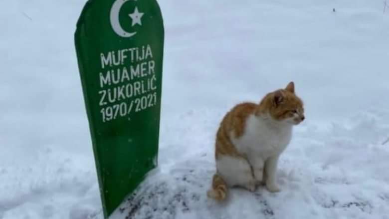 Macja e myftiut Muamer Zukorliq vazhdon të qëndrojë te varri i pronarit të saj, edhe dy muaj pas vdekjes së tij