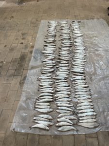 Merlina Islami: Kapet me 177 copë peshq, arrestohet 53 vjeçari (FOTO)