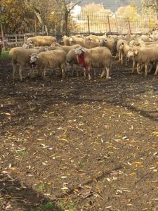 Ngjarje e rëndë / Qentë endacak bëjnë kërdinë te stani i dhenve në fshatin Shum, mbi 12 dele të mbytura dhe dhjetra të lënduara rëndë (FOTO)