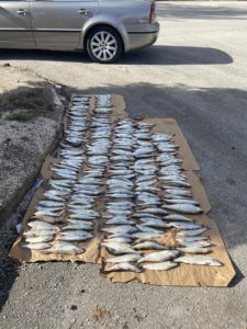 Policia e Strugës: Arrestohen dy të rinj, kapen me 232 peshqë belushkë